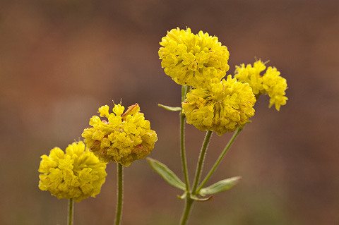 Sulphur Buckwheat (Eriogonum umbellatum). Zion National Park - July 24, 2010.