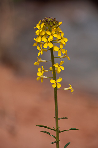 Western Wallflower (Erysimum asperum). Zion National Park - April 4, 2010.