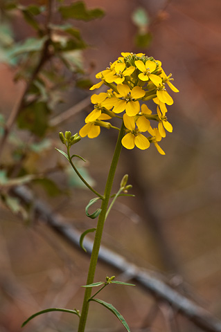 Western Wallflower (Erysimum asperum). Zion National Park - April 17, 2010.