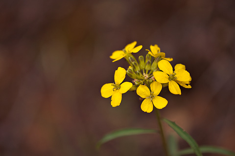 Western Wallflower (Erysimum asperum). Zion National Park - May 2, 2009.