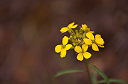 Western Wallflower (Erysimum asperum) - Zion National Park