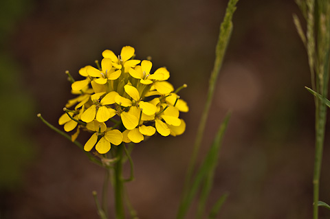 Western Wallflower (Erysimum asperum). Zion National Park - May 23, 2009.