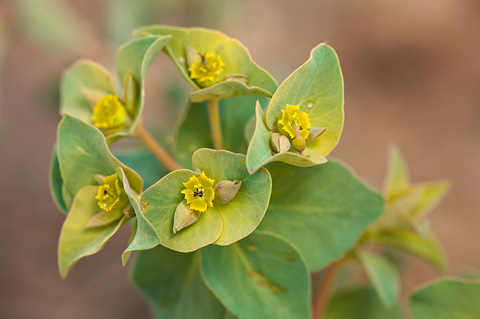 Horned Spurge (Euphorbia brachycera). Zion National Park - May 16, 2010.