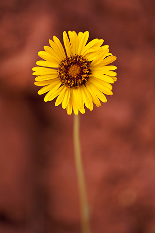 Red Dome Blanketflower (Gaillardia pinnatifida). Zion National Park - April 25, 2008.