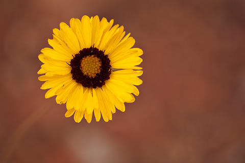Red Dome Blanketflower (Gaillardia pinnatifida). Zion National Park - May 2, 2009.