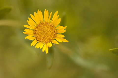 Curlycup Gumweed (Grindelia squarrosa). Zion National Park - July 24, 2010.