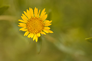 Curlycup Gumweed (Grindelia squarrosa) - Zion National Park