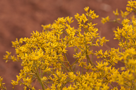 Threadleaf Snakeweed (Gutierrezia microcephala). Zion National Park - September 19, 2010.