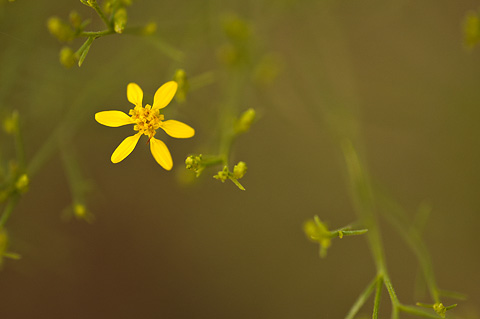 Broom Snakeweed (Gutierrezia sarothrae). Zion National Park - July 25, 2010.