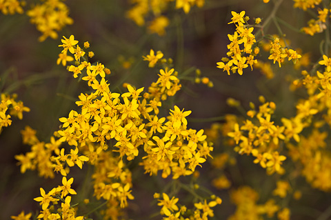 Broom Snakeweed (Gutierrezia sarothrae). Zion National Park - September 4, 2010.