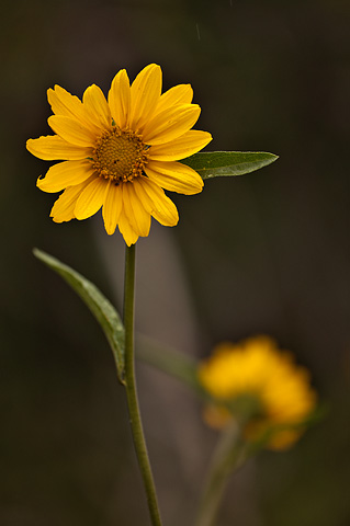 Oneflower Helianthella (Helianthella uniflora). Zion National Park - May 22, 2009.