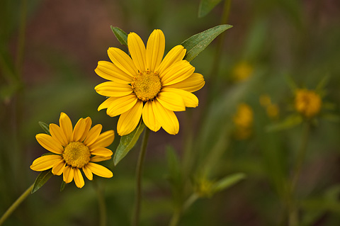 Oneflower Helianthella (Helianthella uniflora). Zion National Park - June 12, 2010.