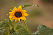 Common Sunflower (Helianthus annuus) - Zion National Park
