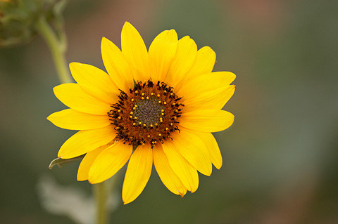 Common Sunflower (Helianthus annuus). Zion National Park - July 3, 2010.