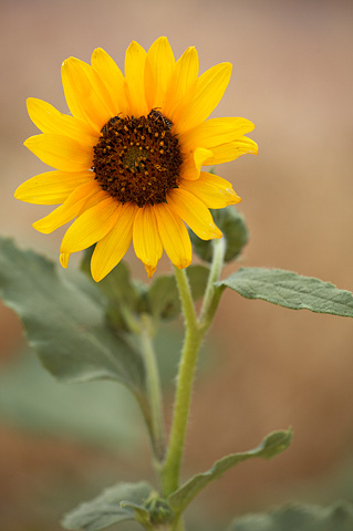 Common Sunflower (Helianthus annuus). Zion National Park - July 3, 2010.