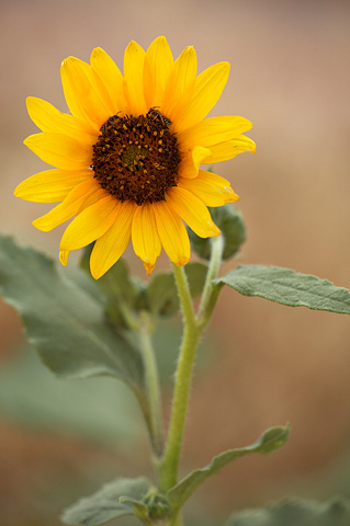 Common Sunflower (Helianthus annuus). Zion National Park - July 3, 2010.
