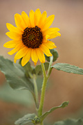 Common Sunflower (Helianthus annuus) - Zion National Park