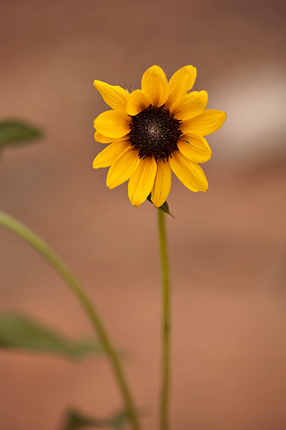 Prairie Sunflower (Helianthus petiolaris). Zion National Park - June 10, 2010.