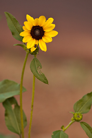 Prairie Sunflower (Helianthus petiolaris). Zion National Park - June 11, 2010.