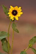 Prairie Sunflower (Helianthus petiolaris) - Zion National Park