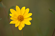 Showy Goldeneye (Heliomeris multiflora) - Zion National Park