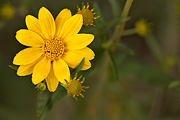 Showy Goldeneye (Heliomeris multiflora) - Zion National Park