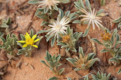 Jones' False Goldenaster (Heterotheca jonesii). Zion National Park - July 4, 2010.