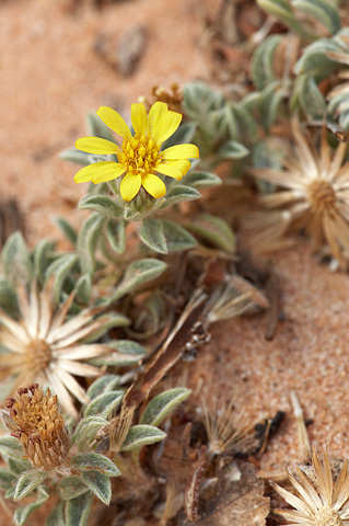 Jones' False Goldenaster (Heterotheca jonesii). Zion National Park - July 4, 2010.