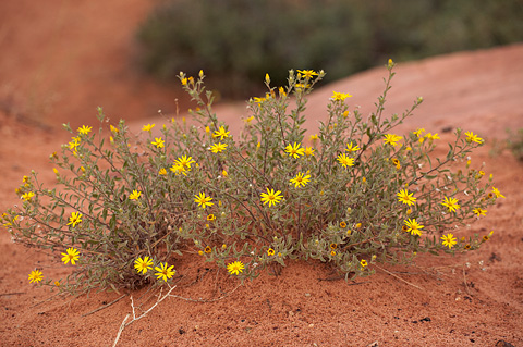 Hairy False Goldenaster (Heterotheca villosa). Zion National Park - June 12, 2010.