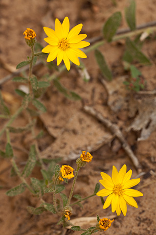 Hairy False Goldenaster (Heterotheca villosa). Zion National Park - October 27, 2007.