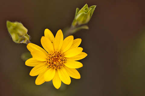 Hairy False Goldenaster (Heterotheca villosa). Zion National Park - July 26, 2010.
