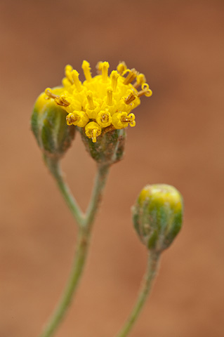 Fineleaf Hymenopappus (Hymenopappus filifolius). Zion National Park - May 23, 2009.