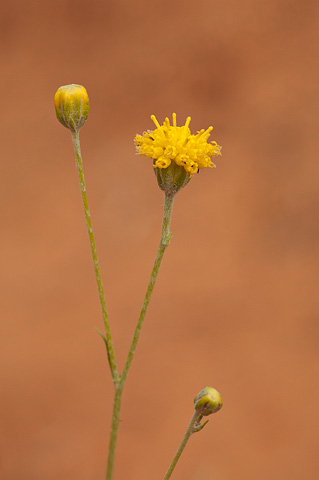 Fineleaf Hymenopappus (Hymenopappus filifolius). Zion National Park - June 6, 2009.