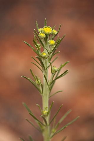 Cooper's rubberweed (Hymenoxys cooperi). Zion National Park - April 16, 2010.