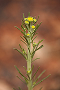 Cooper's rubberweed (Hymenoxys cooperi) - Zion National Park