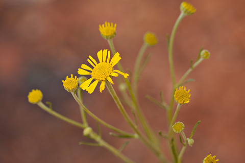 Cooper's rubberweed (Hymenoxys cooperi). Zion National Park - May 1, 2010.