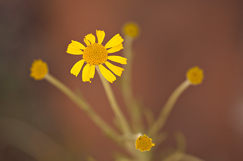 Cooper's rubberweed (Hymenoxys cooperi). Zion National Park - May 1, 2010.