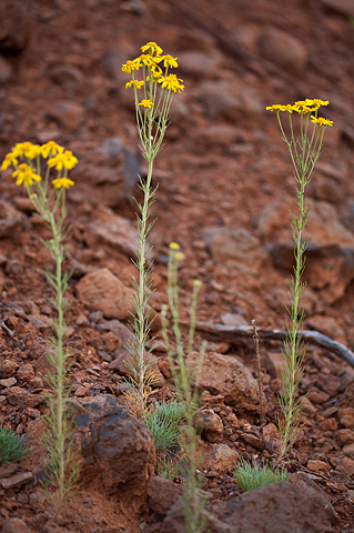 Cooper's rubberweed (Hymenoxys cooperi). Zion National Park - June 11, 2010.