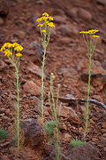 Cooper's rubberweed (Hymenoxys cooperi) - Zion National Park