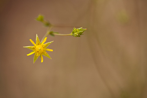 Intermountain Mousetail (Ivesia sabulosa). Zion National Park - July 24, 2010.