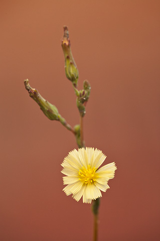 Prickly lettuce (Lactuca serriola). Zion National Park - July 26, 2010.