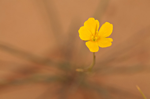 Bristle Flax (Linum aristatum). Zion National Park - May 27, 2007.