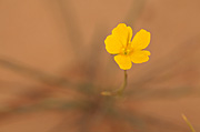 Bristle Flax (Linum aristatum) - Zion National Park