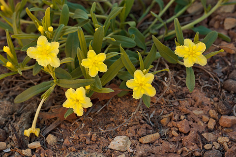 Narrowleaf Stoneseed (Lithospermum incisum). Zion National Park - May 16, 2010.