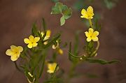 Narrowleaf Stoneseed (Lithospermum incisum) - Zion National Park