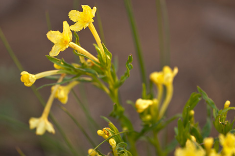 Narrowleaf Stoneseed (Lithospermum incisum). Zion National Park - May 29, 2005.