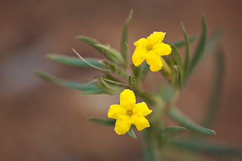 Manyflowered Stoneseed (Lithospermum multiflorum). Zion National Park - May 24, 2009.