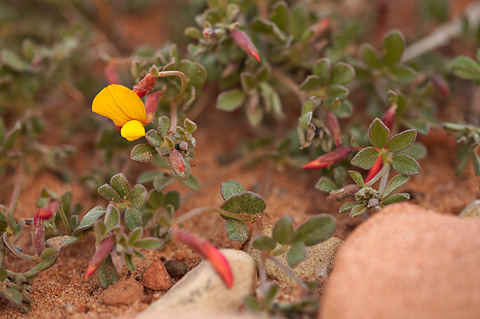 New Mexico Birdsfoot Trefoil (Lotus plebeius). Zion National Park - April 4, 2010.