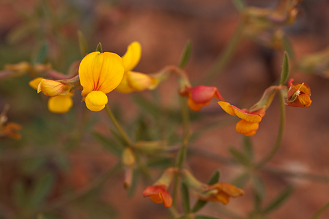New Mexico Birdsfoot Trefoil (Lotus plebeius). Zion National Park - April 18, 2010.