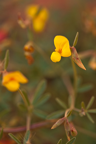 New Mexico Birdsfoot Trefoil (Lotus plebeius). Zion National Park - April 18, 2010.